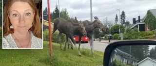 Se filmen från det oväntade älgmötet: "Blev paff"