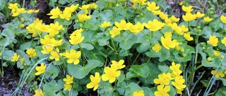 Sommargul blomsterprakt