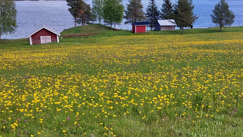 Vackra Tornedalen. Bilden är från Risudden och inskickad av Sune Nilsson.