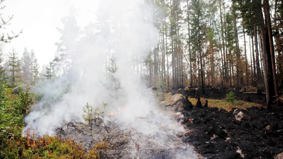 Sommarens skogsbränder är enligt en enig forskarvärld vad vi kan vänta oss i framtiden i takt med att klimatet blir varmare.