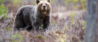 Ingen kan rimligen anse att björnjakten fungerar