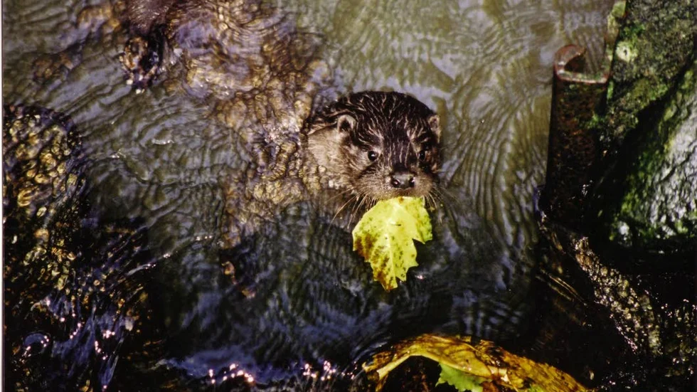 Utter. Med ett löv i munnen. Men uttern är rovdjur som huvudsakligen äter fisk och andra smådjur som groda och kräftdjur.