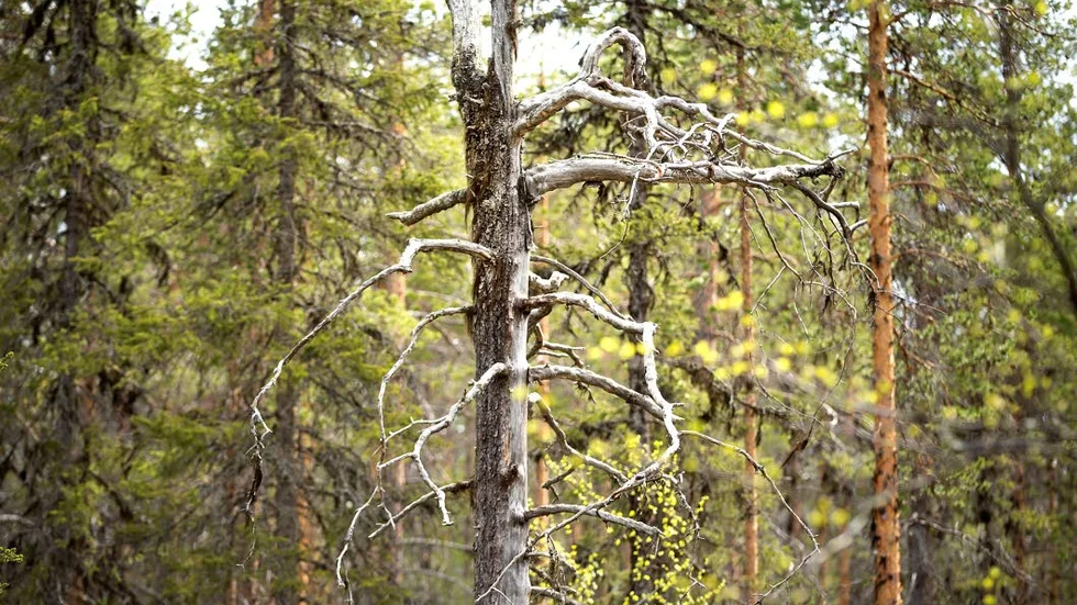 Skydd av skog. Skogsstyrelsen vill utreda klassificeringen av nyckelbiotop i Norrbottens fjällkommuner, där markägarna reagerat mot att stora arealer skyddas. Resultatet kan bli olika bedömningar av skyddsvärd skog i olika delar av landet. Den här gammelskogen står i Jokkmokk.