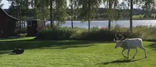 Se katten Spiffan försvara sitt revir mot ren