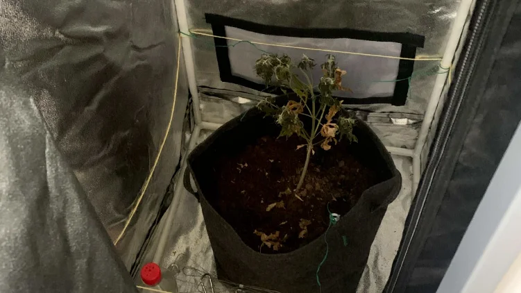 I en garaderob i lägenheten hittade polisen en cannabisplanta. (Bilden är hämtad ur förundersökningen.) 