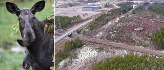 Vilt orsakar problem – extra åtgärder när ny järnväg byggs