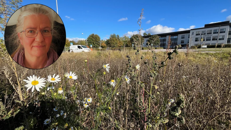 Mitt emot Trumslagargården finns en av de ytor där gräset har fått växa högt. "Vi tycker att det är ett lyckat projekt", säger Charlotte Mörn, park- och naturchef på Eskilstuna kommun. 