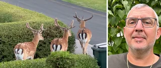 Johans första Tiktok-klipp blev viralt – halv miljon visningar 