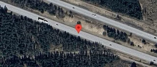Rådjur på fel sida av viltstängslet på E18