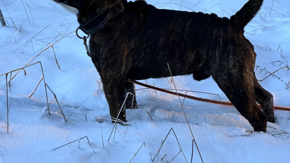 Bulldoggen Björn
