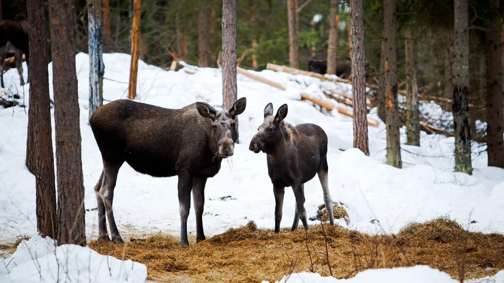 Älgarna återkommer i rutan den 22 april.