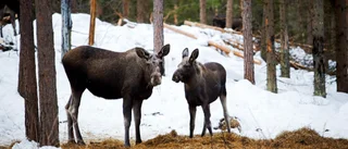 "Den stora älgvandringen" - nu med nya program