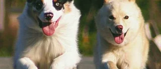 Tio böcker för hundägaren