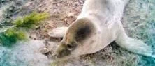 Liten kut gjorde strandhugg
