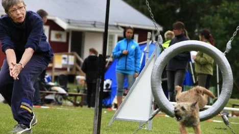 Borderterriern Muskot skällde sig genom hela banan med matte Ewa Vrang, Umeå, vid sidan.