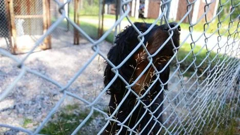 FULLBELAGT. Att få sin hund på hundpensionatet i Gällivare är svårt. "Det finns behov för dubbelt så många boxar som vi har idag", säger Aina Vannestål vid Brukshundsklubben Malmen.