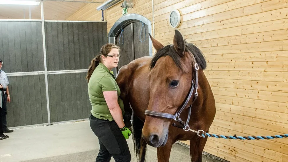 Fullbokat. Det tog bara tre timmar innan Hästklinik i Norr var fullbokade.