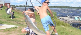 Han håller siken på halster i Kukkolaforsen