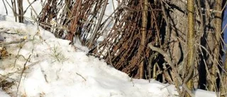 Livsfarlig fälla i skogen