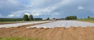 Förstaklassgrönsaker för leverans året om