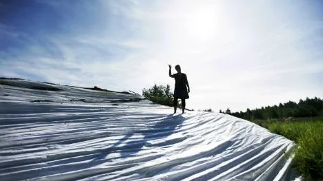 Jenny Axelsson på toppen av ett snöberg mitt i Piteå i värsta sommarvärmen. Under presenningarna och ett tjockt lager av bark döljer sig  2 000 kubikmeter ihopskottad snö från i våras.