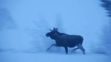 Älgvandringen är igång i Arjeplog. Och älgen rör sig mest i gryning och skymning, som den här älgtjuren som fotograferades strax efter klockan nio på måndagsmorgonen.