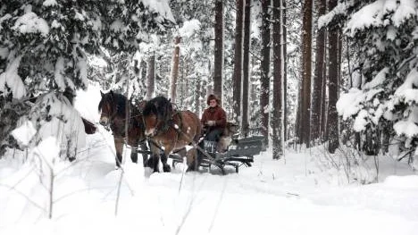 Att köra fram timmer från skogen är en av Lars-Olofs absoluta favoritsysselsättningar. Många lejer honom och hans hästar i stället för någon tung skogsmaskin.