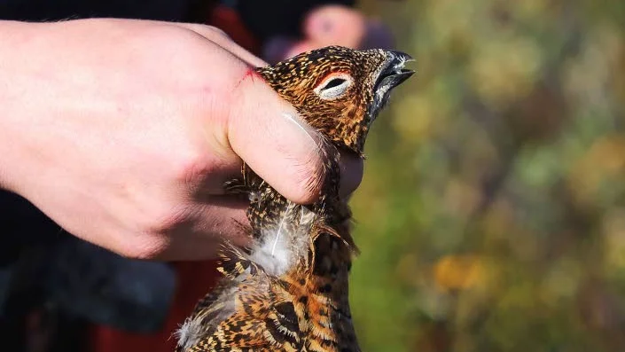 Ripa. Första fällda fågel blev en dalripa.