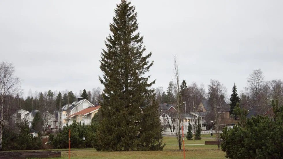 Rondellgran. Den här granen pryder Örnäsrondellen.