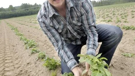 Potatisodlaren Markus Levander, Böle, anser att det är hög tid att odlarna får bättre betalt. Att sälja utomlands ser han dock inte som ett alternati. (Arkivbild)