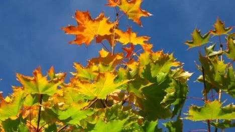 Lönnen glöder i höstfärger  i Stockfors en solig septemberdag med klarblå himmel.