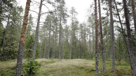 Skogsägarna i Sverige är nöjda med lönsamheten.