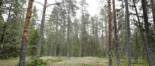 Nöjda skogsägare anar sämre tider