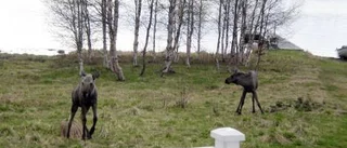Älgkalvar på kalas