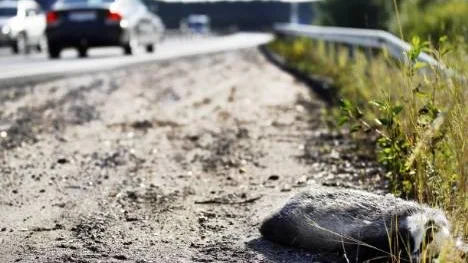 En påkörd grävling på Bergsviksbron har misstagits för en mårdhund.