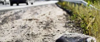 Misstänkt mårdhund var grävling