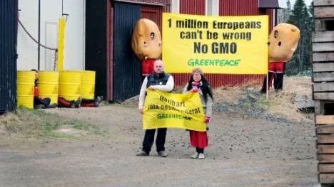 Ett tiotal aktivister från Greenpeace slog på torsdagsmorgonen till mot lantbrukaren Mattias Laitamaas gård i Nedre Vojakkala. För att sätta tyngd bakom kravet att odlingen av GMO-potatis måste stoppas, inledde man en "blockad" mot lagret där GMO-knölarna förvaras i väntan på att sättas i jorden i början av juni.