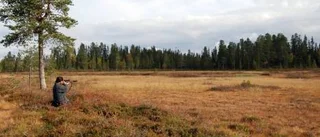 Prestigelös jakt på älg
