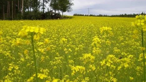 Blommande ripsfält i Backträsk.