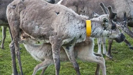 I samebyn Västra Kikkejaur finns cirka 2000 renar och varje år får samebyn 24000 kronor från staten för björndödad ren. Slaktvärdet för en ren är 1500 kronor, vilket innebär att om björnen dödar fler än 16 renar så blir det en förlustaffär för den enskilda renägaren.