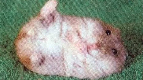 Hamster.