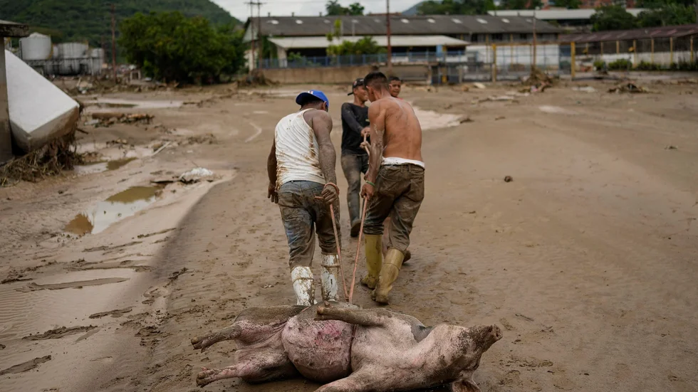 Svåra översvämningar och jordras drabbar staden Las Tejerias i Venezuela. Djurkadaver samlas i lermassorna.