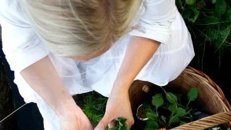 "Det som växer i naturen har fått kämpa för sin existens och innehåller så mycket näring jämnfört med snabbuppdrivnen sallad i butikerna."