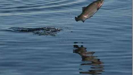 Vid fiske vid Jävre fiskecamp var laxarna livade och hoppade omkring. Barnbarnen gillade det och fiskelyckan var god.