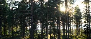 Fler ska lockas att köpa skog