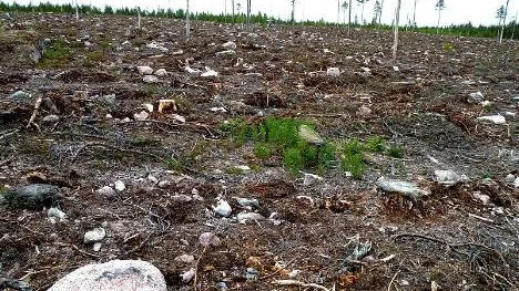Trundavan, juni 2010. 2 000 skogslevande arter minskar i våra skogar, 800 arter är rödlistade och av dessa är det 550 arter som inte klarar av dagens skogsproduktion. Skogens arter lider av platsbrist!