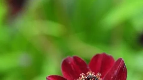 Choklad. Chokladblomma eller (cosmos) luktar choklad och är dessutom väldigt vacker. Tyvärr inte alldeles härdig här.