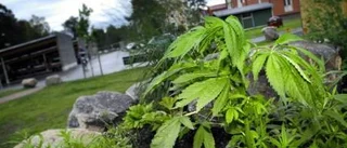 Cannabisplantorna kvar