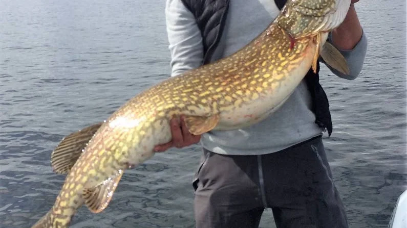 Nybörjartur? Nystartade företagets allra första guidning började med att stockholmaren Viktor Edlund drog upp en gädda på 11,75 kilo och 120 cm. "Det var en riktig drömstart", säger Nicklas Hallnor, ACWA Fishing.