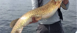 Storfiskaren Nicklas fångade 16-kilos gädda